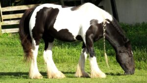 Gypsy Vanner