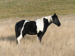 Appendix Quarter Horse